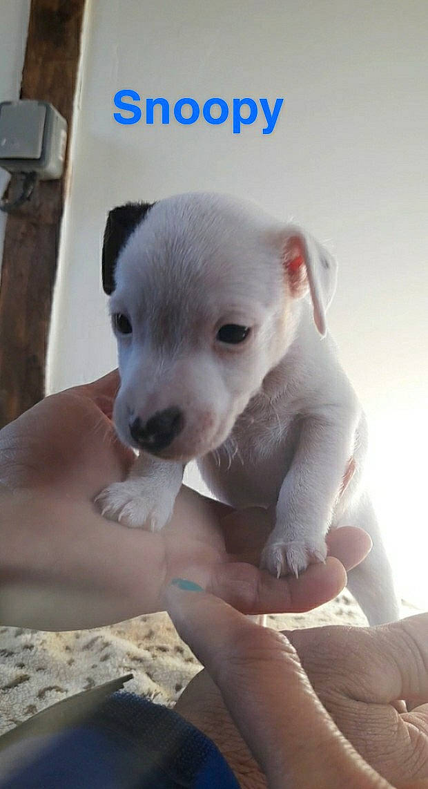 Snoopy a rejoint le concours — aidez-le/la à gagner de superbes lots ! canidae, carnivore, collar, comfort, companion_dog, dog, dog_breed, fawn, fur, nail, non_sporting_group, paw, photo_caption, puppy, snout, sporting_group, terrestrial_animal, toy_dog, whiskers, working_animal