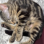 Baloo participe au concours pour gagner de l'argent avec cette photo : animal, blanket, cat, cozy, cute, domestic_cat, ear, feline, fur, indoor, nose, paw, pet, relaxation, remote_control, resting, sleeping, striped, tabby, whiskers