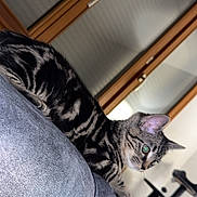 Baloo participe au concours pour gagner de l'argent avec cette photo : cat, tabby_cat, striped, feline, pet, indoor, couch, gray_fabric, living_room, window, wooden_frame, cat_tree, curious, perched, domestic, animal, furniture, side_view, mammal, household