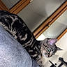 animal, cat, cat_tree, couch, curious, domestic, feline, furniture, gray_fabric, household, indoor, living_room, mammal, perched, pet, side_view, striped, tabby_cat, window, wooden_frame