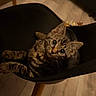 Baloo a rejoint le concours — aidez-le/la à gagner de superbes lots ! kitten, cat, tabby, chair, wooden_floor, indoor, pet, cute, animal, feline, curious, looking_up, black_chair, flooring, small, young, domestic, whiskers, ears, playful