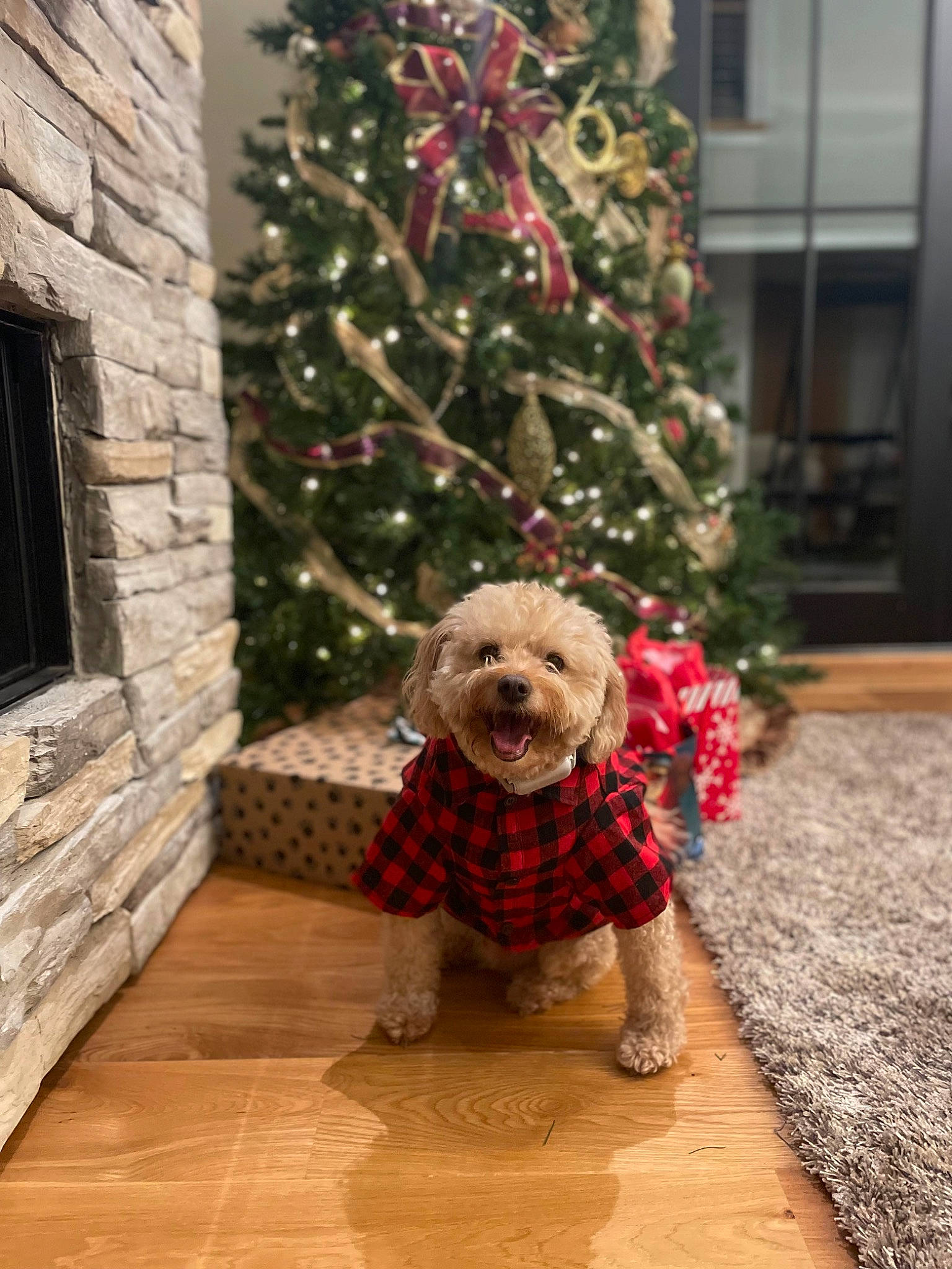 Caesar joined the competition — help win amazing prizes! carnivore, christmas, christmas_decoration, christmas_ornament, christmas_tree, companion_dog, doll, event, fawn, flooring, hardwood, holiday, holiday_ornament, ornament, plaid, plant, tartan, toy, tree, wood