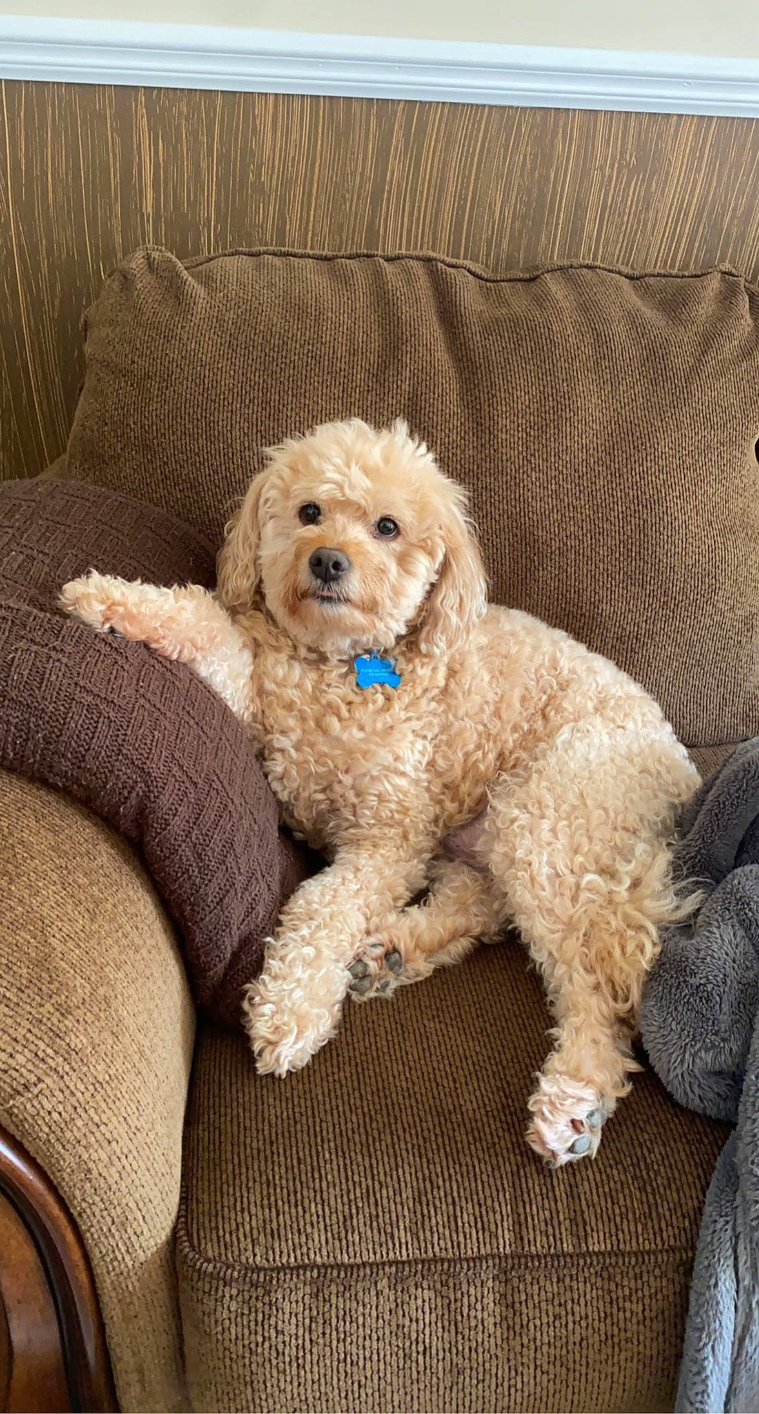 Caesar is registered to the contest to win money with this photo: canidae, carnivore, companion_dog, dog, dog_breed, dog_collar, dog_supply, fur, labradoodle, maltepoo, non_sporting_group, pattern, poodle, shih_poo, sporting_group, terrier, toy_dog, water_dog, working_animal, yorkipoo