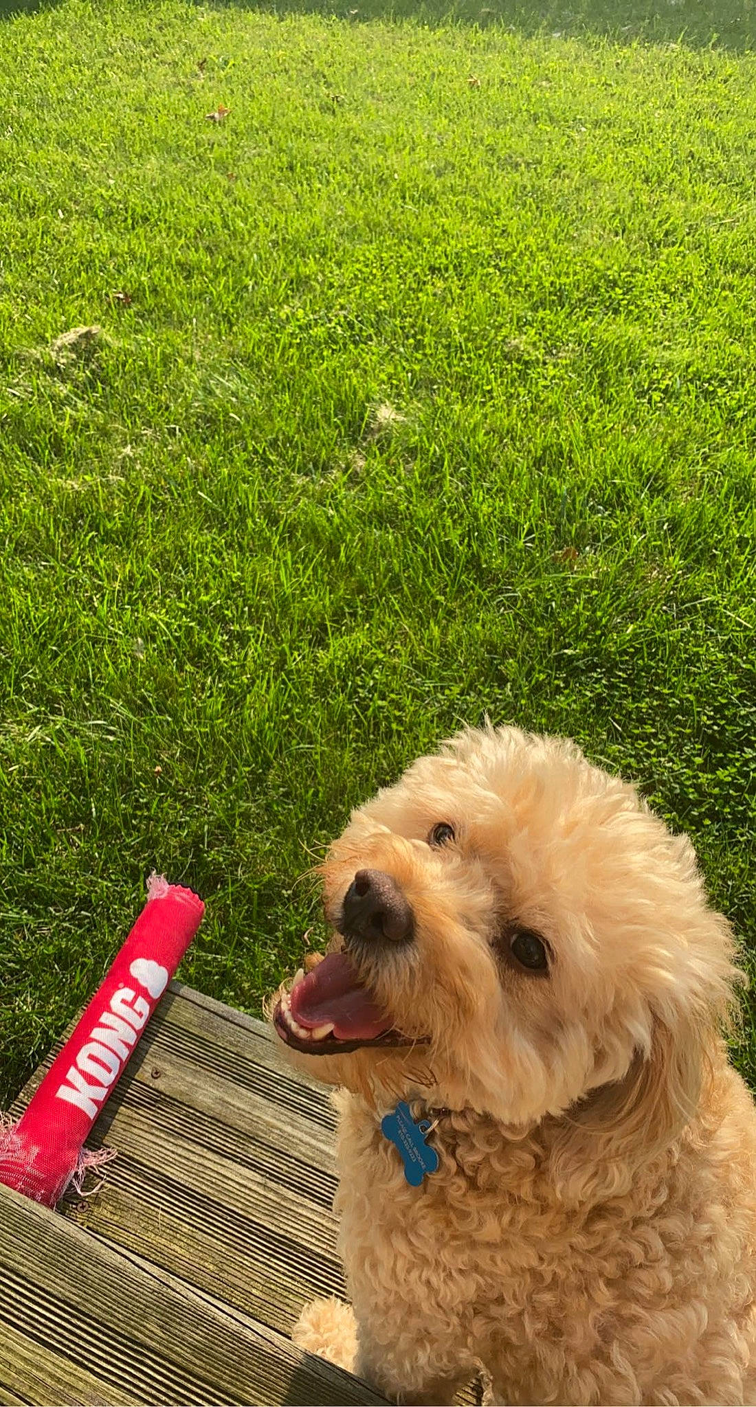 Caesar joined the competition — help win amazing prizes! carnivore, collar, companion_dog, dog, dog_breed, dog_collar, dog_supply, fur, grass, grassland, groundcover, labradoodle, pet_supply, plant, small_terrier, sporting_group, sunglasses, terrier, toy_dog, working_animal