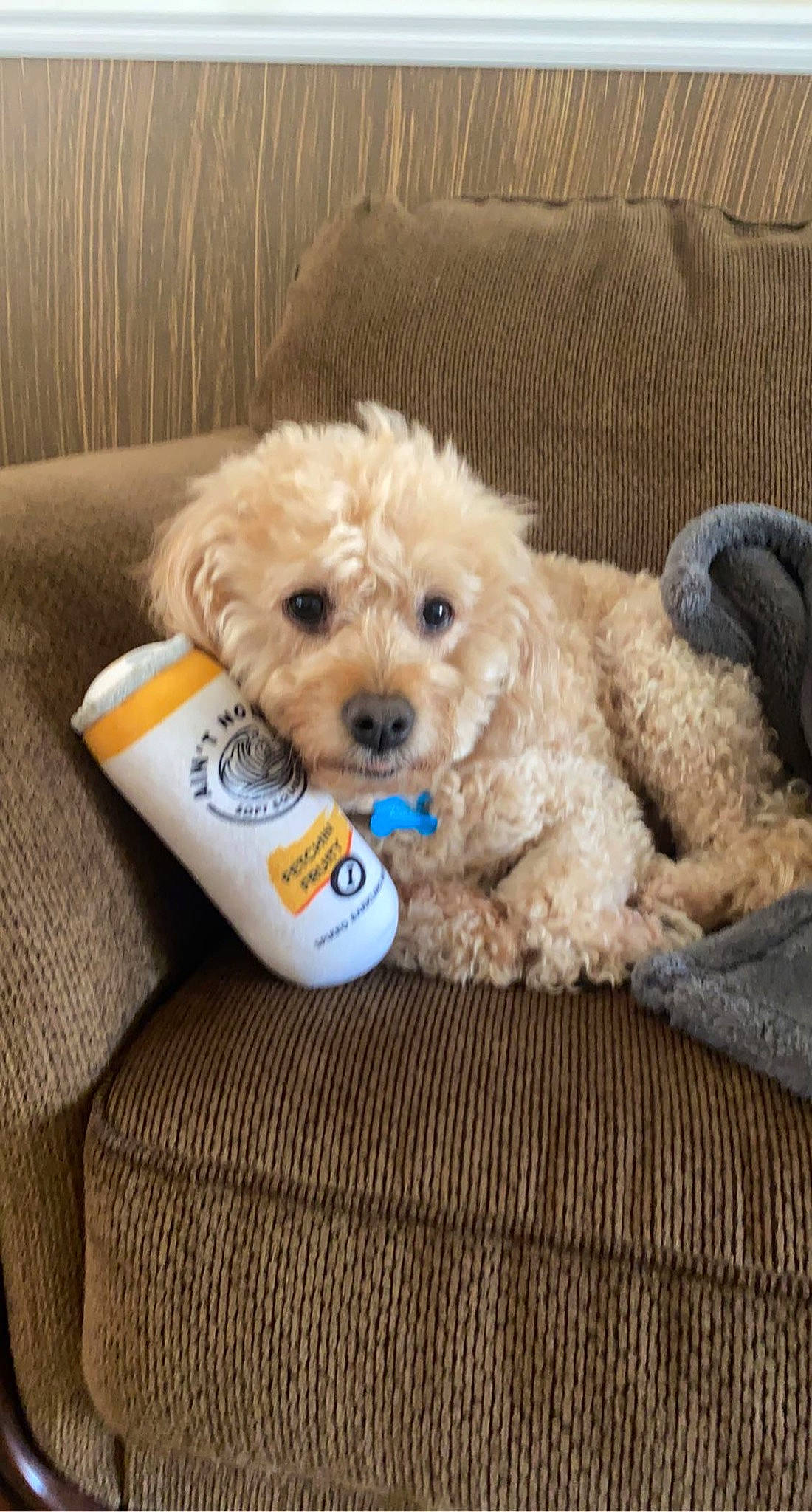 Caesar joined the competition — help win amazing prizes! canidae, carnivore, comfort, companion_dog, couch, dog, dog_breed, dog_supply, fawn, glasses, labradoodle, maltepoo, poodle, sporting_group, stuffed_toy, terrier, toy_dog, water_dog, working_animal, yorkipoo