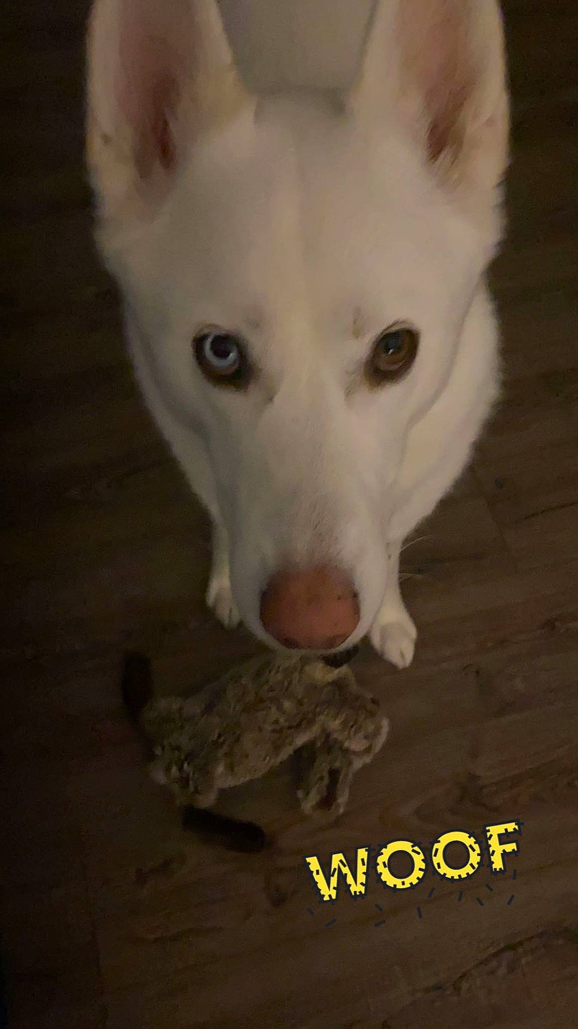 Bleu joined the competition — help win amazing prizes! ancient_dog_breeds, canidae, canis, carnivore, companion_dog, dog, dog_breed, fur, no_expression, non_sporting_group, photo_caption, sporting_group, terrestrial_animal, whiskers, working_animal