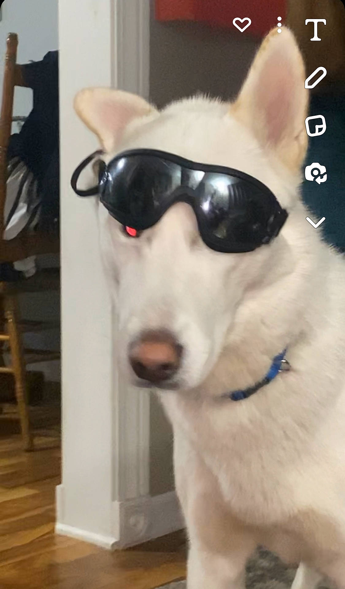 Bleu is registered to the contest to win money with this photo: carnivore, collar, companion_dog, dog, dog_breed, dog_collar, dog_supply, ear, eyewear, fawn, glasses, goggles, head, jaw, pet_supply, snout, sunglasses, vision_care, whiskers, working_animal