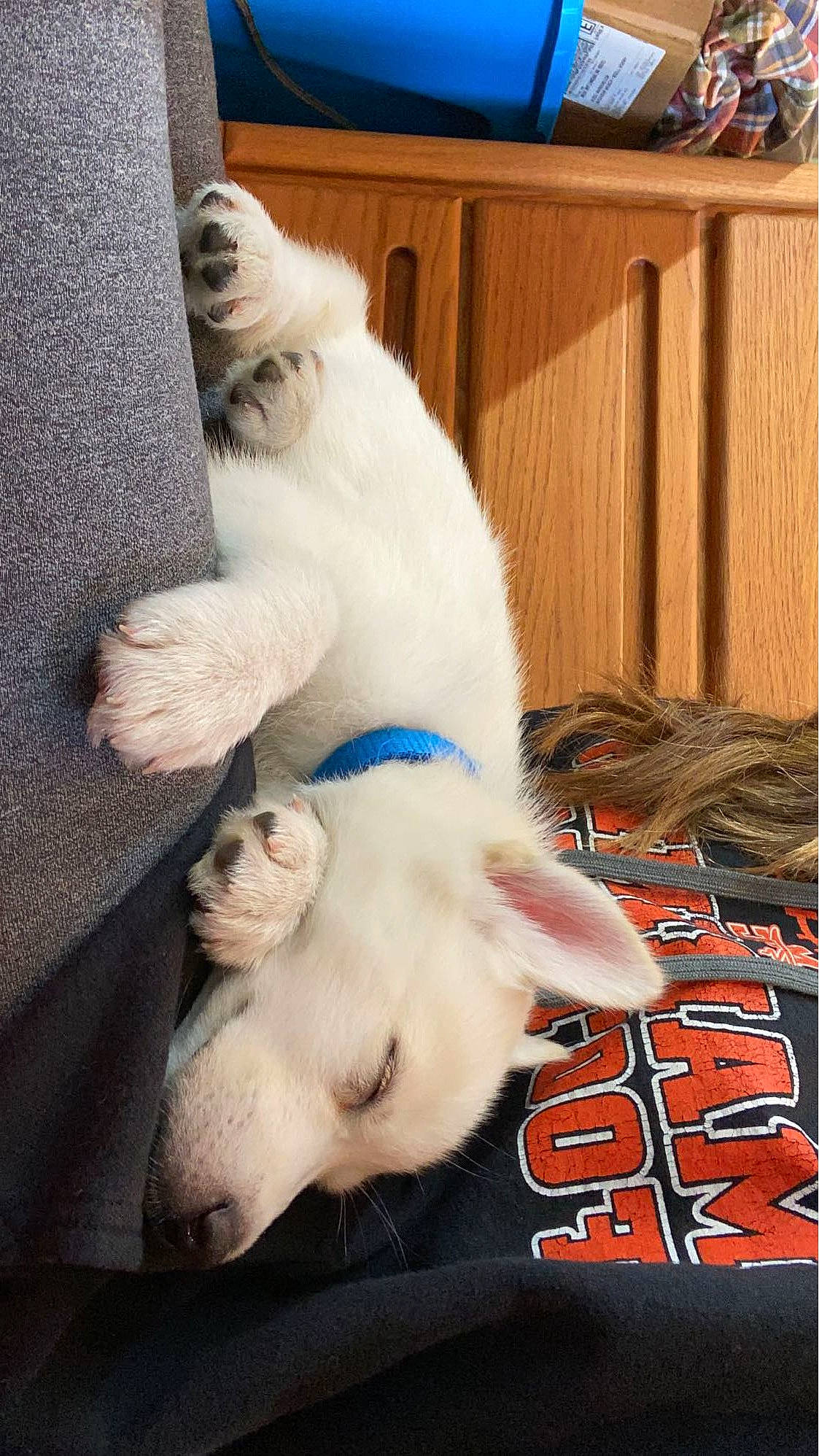 Bleu joined the competition — help win amazing prizes! cabinetry, canidae, carnivore, cat, claw, comfort, companion_dog, dog_breed, fang, fawn, felidae, fur, paw, room, small_to_medium_sized_cats, snout, sporting_group, tail, whiskers, wood