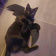 Lucifer participe au concours pour gagner de l'argent avec cette photo : cat, black_cat, pet, animal, bat_wings, costume, indoor, floor, tile, curious, lying_down, playful, feline, ears, whiskers, collar, domestic_cat, cute, eyes, shadow