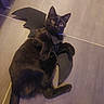 cat, black_cat, pet, animal, bat_wings, costume, indoor, floor, tile, curious, lying_down, playful, feline, ears, whiskers, collar, domestic_cat, cute, eyes, shadow