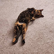 Ronnie is registered to the contest to win money with this photo: cat, tortoiseshell, carpet, indoor, relaxed, sleeping, pet, feline, fluffy, animal, cozy, resting, cute, domestic, fur, whiskers, paws, home, laying_down, peaceful