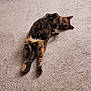 cat, tortoiseshell, carpet, indoor, relaxed, sleeping, pet, feline, fluffy, animal, cozy, resting, cute, domestic, fur, whiskers, paws, home, laying_down, peaceful