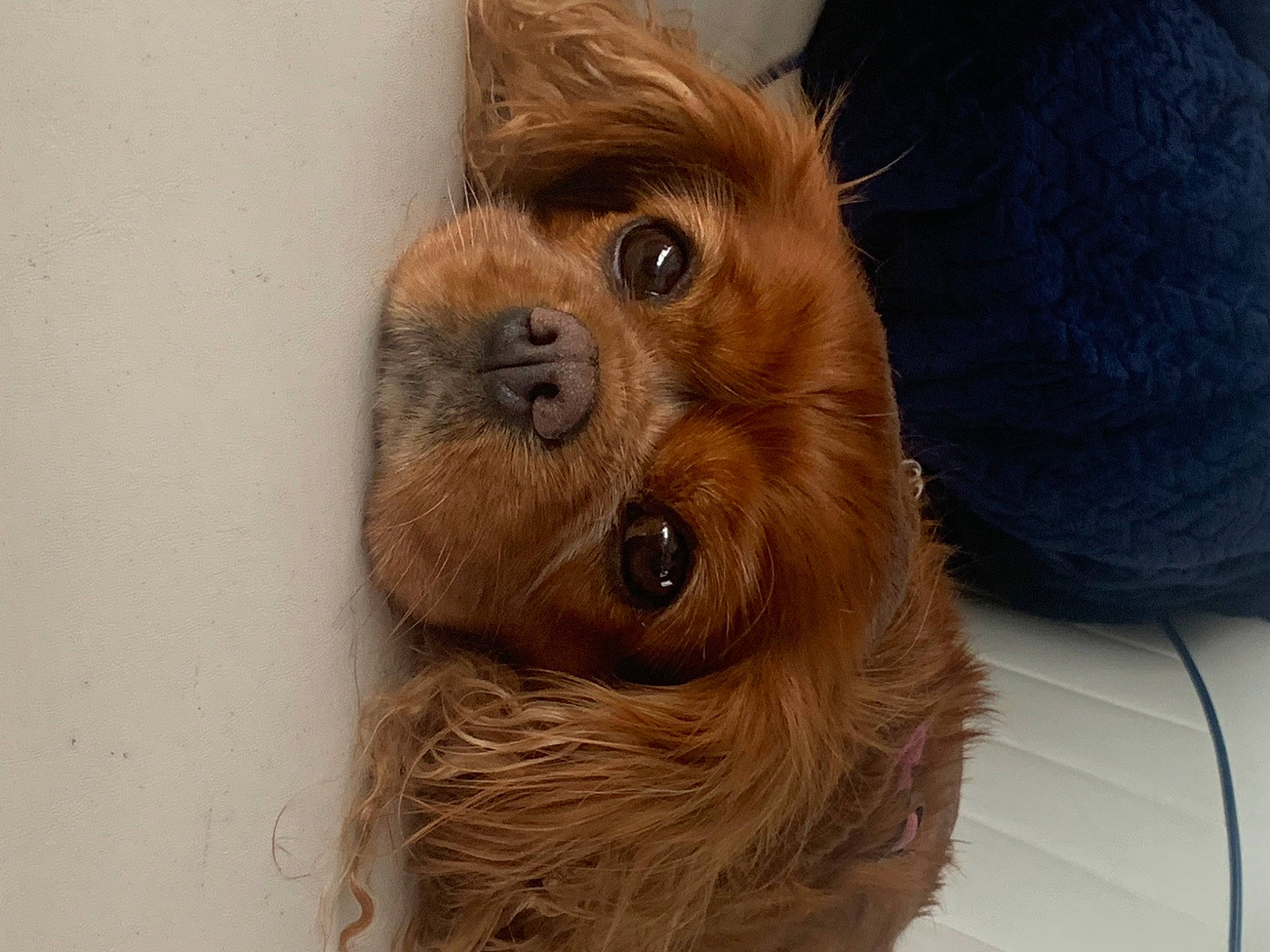 Juliet is registered to the contest to win money with this photo: canidae, carnivore, companion_dog, dog, dog_breed, ear, fawn, fur, head, liver, selfie, snout, sporting_group, terrestrial_animal, terrier, toy_dog, whiskers, wood, working_animal, wrinkle