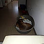 back_view, brown_dog, cabinet, corner, dog, floor, flooring, hallway, home, indoor, pet_bed, plastic_bed, power_outlet, quiet, red_bowl, resting, soccer_ball, towel, toy, wall
