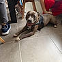 black_pants, casual, chair, companion, dog, floor, friendly, harness, indoor, person, petting, red_pants, relaxed, seated, shoe, smiling_dog, striped_shirt, tattoo, tile, white_shoes