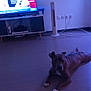 cabinet, cable, dim_light, dog, electronics, floor, furniture, home, indoor, living_room, modern, pet, power_outlet, relaxed, remote_control, screen, table, television, water_bottle, wooden_floor