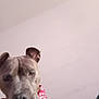 animal, bandana, canine, close_up, collar, cute, dog, domestic_animal, ears, expression, face, friendly, fur, gray_dog, indoor, looking, mammal, nose, pet, portrait