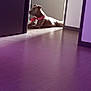 animal, canine, collar, dog, domestic, doorway, floor, furniture, home, indoor, light, lying_down, pet, purple_tint, quiet, relaxing, resting, room, shadow, wall