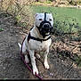 Moka a rejoint le concours — aidez-le/la à gagner de superbes lots ! dog, white_dog, muzzle, leash, harness, river, outdoor, nature, dirt_path, vegetation, bushes, calm, sitting, animal, pet, daylight, water, canine, quiet, scenery