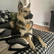 Willow joined the competition — help win amazing prizes! alert, animal, black_and_white, blanket, checkered, collar, couch, cozy, dog, furniture, german_shepherd, indoor, living_room, pet, pillow, plant, resting, vent, wall_art, wood_floor