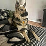 alert, animal, black_and_white, blanket, checkered, collar, couch, cozy, dog, furniture, german_shepherd, indoor, living_room, pet, pillow, plant, resting, vent, wall_art, wood_floor