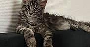 Bulma participe au concours pour gagner de l'argent avec cette photo : cat, kitten, fluffy, long_hair, gray_fur, tabby, blue_gray, amber_eyes, pointed_ears, whiskers, paws, animal, pet, couch, indoors, portrait, sitting, lying_down, relaxed, adorable