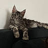 cat, kitten, fluffy, long_hair, gray_fur, tabby, blue_gray, amber_eyes, pointed_ears, whiskers, paws, animal, pet, couch, indoors, portrait, sitting, lying_down, relaxed, adorable