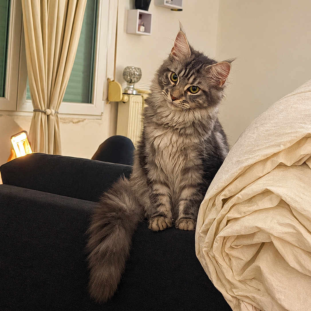 Bulma participe au concours pour gagner de l'argent avec cette photo : cat, gray_cat, fluffy, longhair, fur, sitting, sofa, couch, tail, indoors, living_room, bedroom, blanket, curtains, window, home_decor, wall_shelves, portrait, pet, cozy