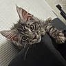 cat, kitten, tabby, gray_fur, fluffy, golden_eyes, whiskers, pointed_ears, paw, pet, animal, closeup, portrait, indoors, couch, lap, cozy, relaxed, cute, photography