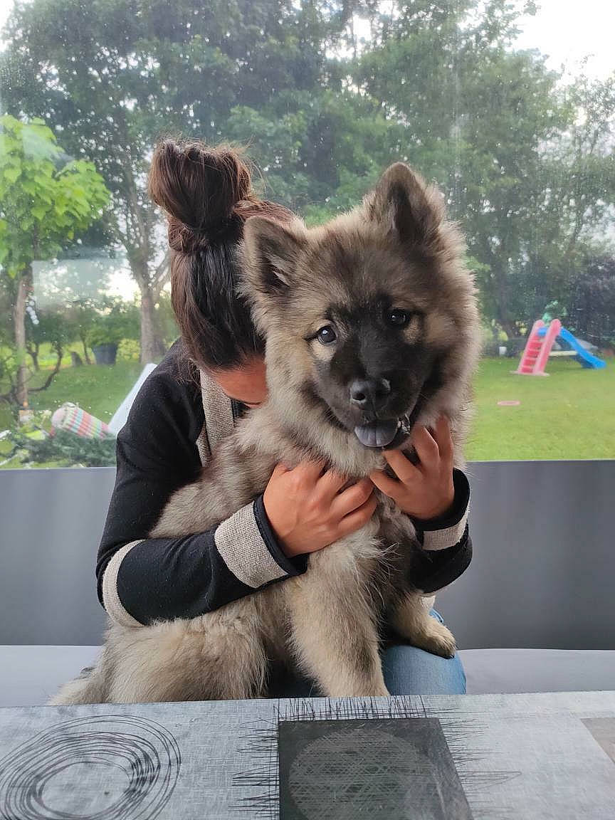 San participe au concours pour gagner de l'argent avec cette photo : ancient_dog_breeds, canidae, carnivore, companion_dog, dog, dog_breed, fawn, fur, non_sporting_group, plant, sky, snout, sporting_group, table, tableware, terrestrial_animal, tree, wildlife, working_animal, working_dog