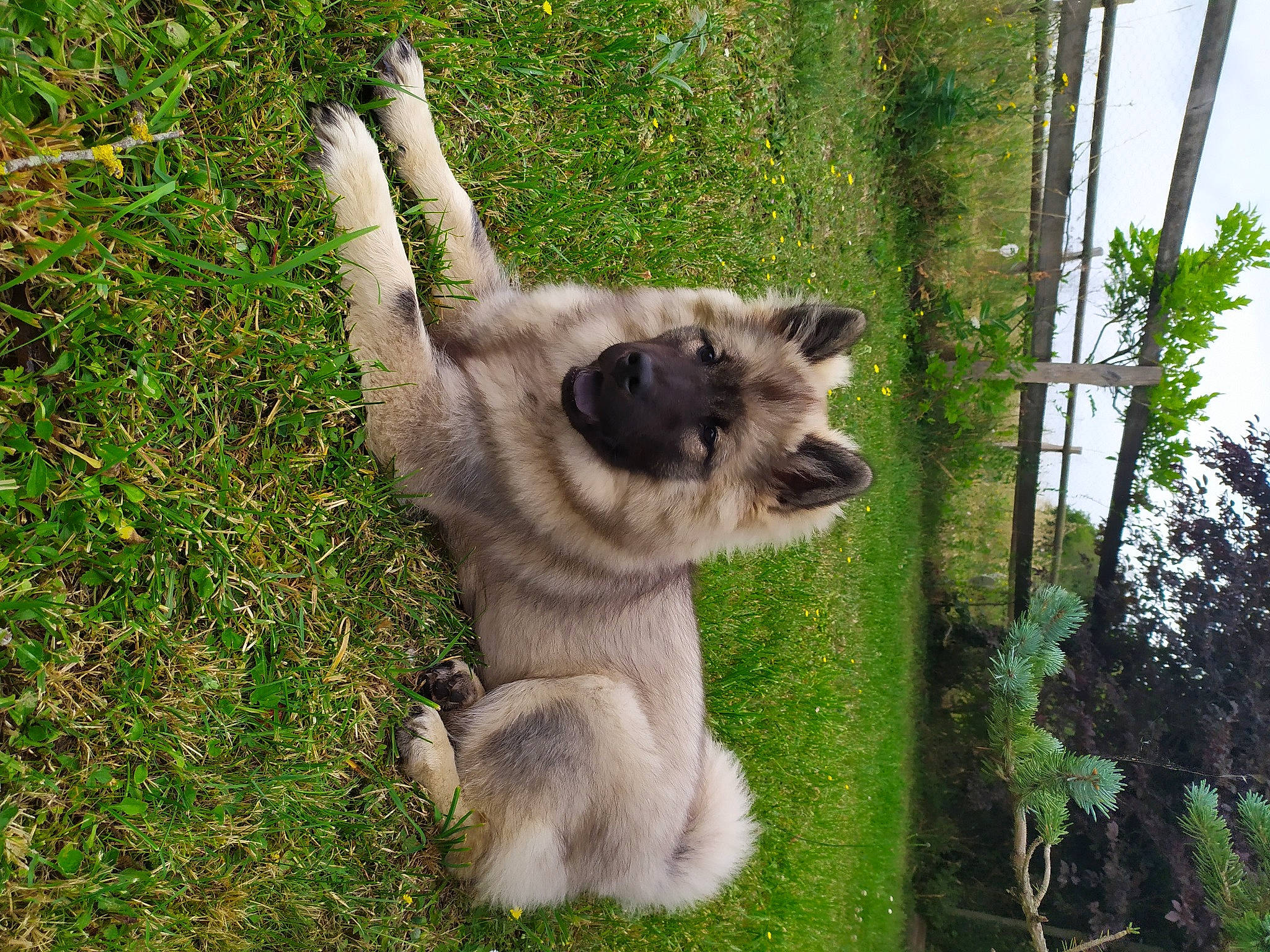 San a rejoint le concours — aidez-le/la à gagner de superbes lots ! canidae, carnivore, companion_dog, dog, dog_breed, fawn, fur, grass, hyena, lycaon_pictus, plant, snout, sporting_group, tail, terrestrial_animal, tree, wildlife, working_animal