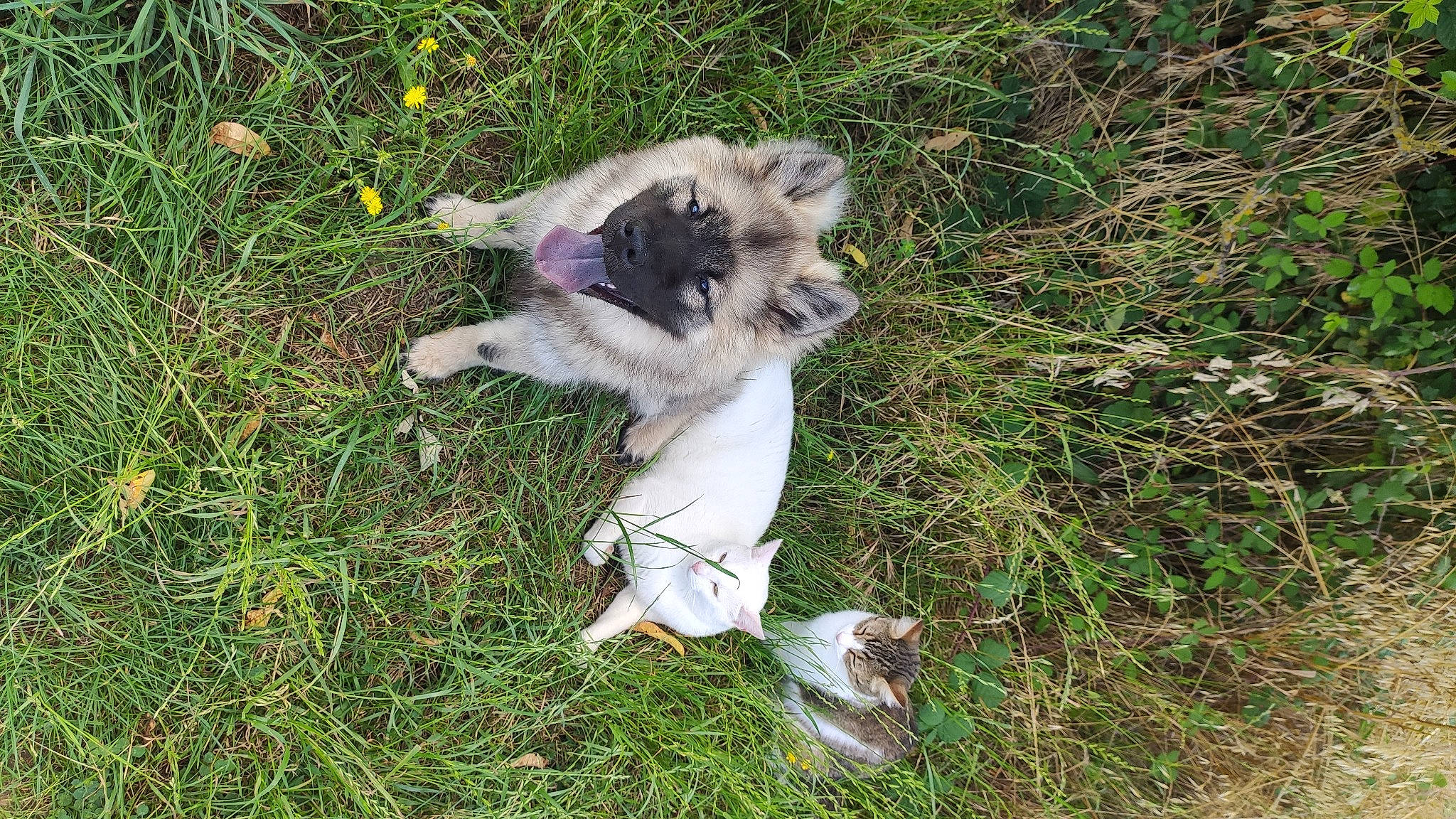 San participe au concours pour gagner de l'argent avec cette photo : canidae, carnivore, companion_dog, dog, dog_breed, fawn, felidae, flower, fur, grass, herbaceous_plant, non_sporting_group, paw, plant, puppy, snout, sporting_group, tail, terrestrial_animal, toy_dog