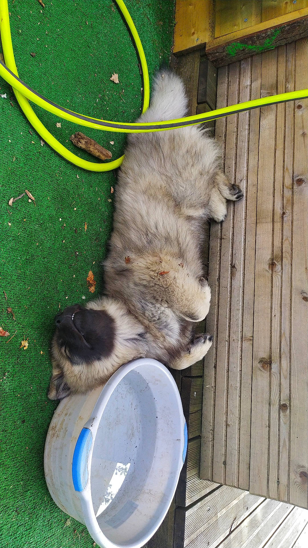 San participe au concours pour gagner de l'argent avec cette photo : canidae, carnivore, claw, companion_dog, dog, dog_breed, domestic_short_haired_cat, fawn, felidae, foot, fur, grass, paw, pet_supply, small_to_medium_sized_cats, snout, sporting_group, tail, wood, working_animal