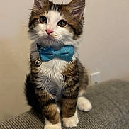 Simba joined the competition — help win amazing prizes! kitten, cat, blue_bow_tie, fluffy, white_paws, tabby, pet, cute, indoor, sitting, feline, young, adorable, whiskers, collar, domestic_animal, looking_up, close_up, gray_surface, background
