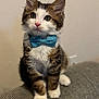 kitten, cat, blue_bow_tie, fluffy, white_paws, tabby, pet, cute, indoor, sitting, feline, young, adorable, whiskers, collar, domestic_animal, looking_up, close_up, gray_surface, background