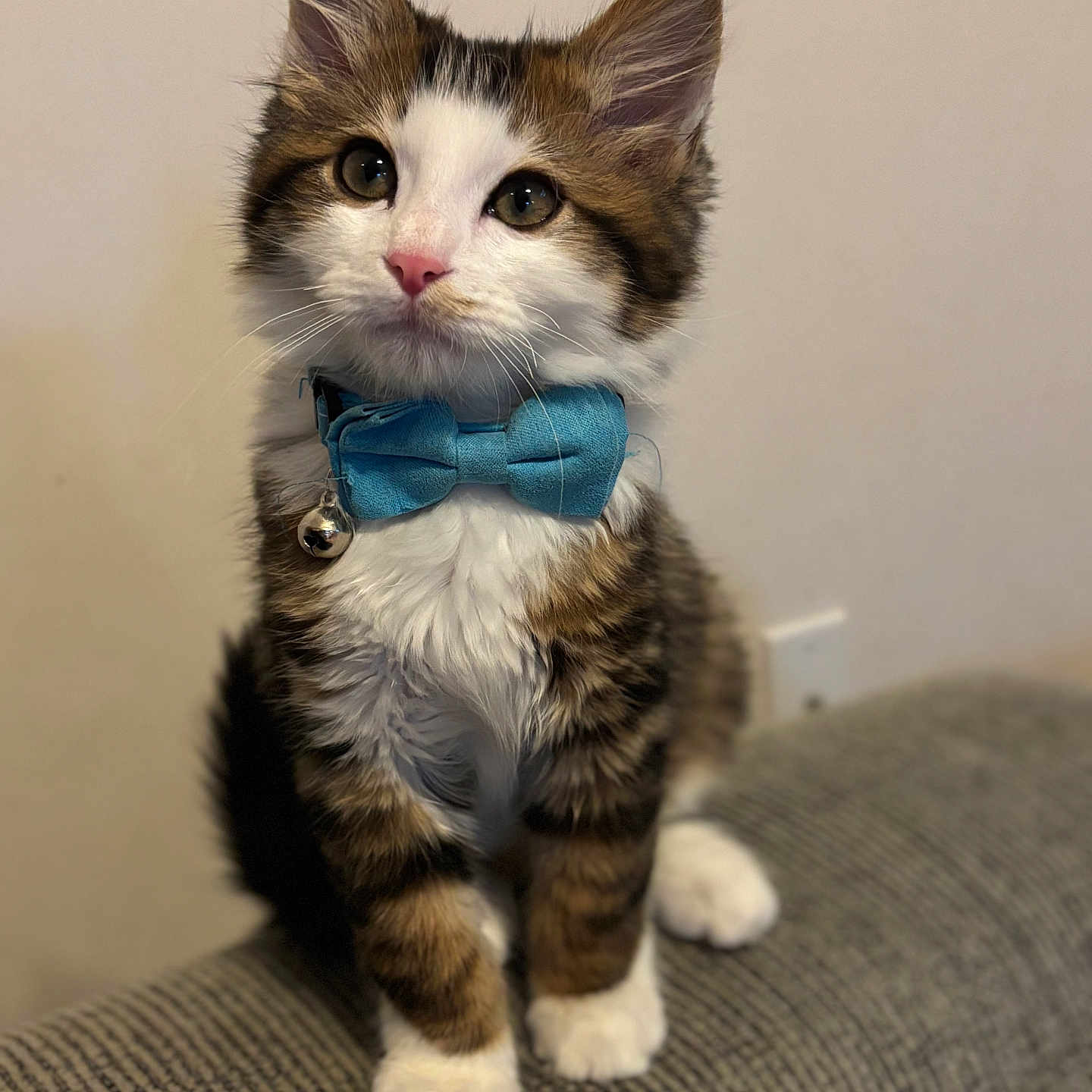 Simba joined the competition — help win amazing prizes! adorable, background, blue_bow_tie, cat, close_up, collar, cute, domestic_animal, feline, fluffy, gray_surface, indoor, kitten, looking_up, pet, sitting, tabby, whiskers, white_paws, young