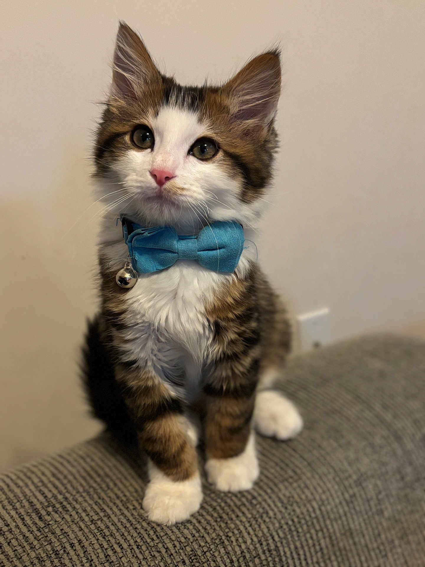 Simba joined the competition — help win amazing prizes! kitten, cat, blue_bow_tie, fluffy, white_paws, tabby, pet, cute, indoor, sitting, feline, young, adorable, whiskers, collar, domestic_animal, looking_up, close_up, gray_surface, background