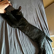 Moon a rejoint le concours — aidez-le/la à gagner de superbes lots ! cat, black_cat, pet, bed, bedsheet, grey_sheet, human_hand, hand, fur, stretched, relaxed, cozy, indoor, bed_frame, paw, paws, bedroom, sleeping_pet, domestic, top_view