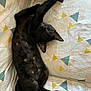 cat, black_cat, sleeping, stretched, bed, bedding, triangle_pattern, blanket, cushion, pet, fur, whiskers, ear, paw, nap, indoor, cozy, domestic_animal, relaxed, closeup