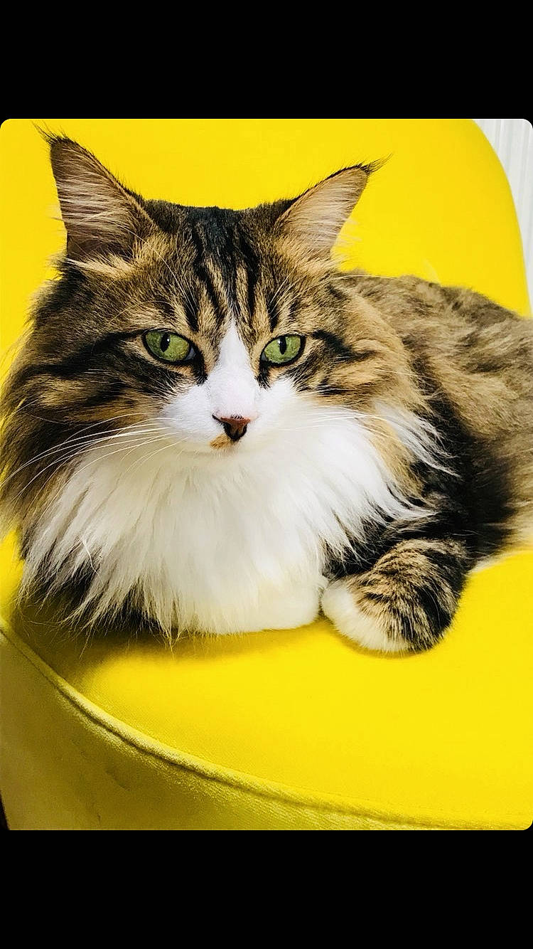 Georges participe au concours pour gagner de l'argent avec cette photo : carnivore, cat, domestic_long_haired_cat, domestic_short_haired_cat, european_shorthair, felidae, kitten, maine_coon, mammal, norwegian_forest_cat, ragamuffin, siberian, small_to_medium_sized_cats, vertebrate, whiskers