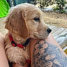 Billie participe au concours pour gagner de l'argent avec cette photo : puppy, golden_retriever, dog, red_collar, tattoo, leg, foot, nail_polish, outdoor, greenery, wooden_deck, blurred_background, pet, cute, young_dog, fur, side_profile, animal, domestic_animal, relaxing