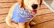 Billie a rejoint le concours — aidez-le/la à gagner de superbes lots ! puppy, dog, golden_retriever, bandana, blue_bandana, wooden_deck, pet, animal, cute, smiling, sitting, outdoor, happy, young_dog, fur, canine, domestic_animal, tongue_out, friendly, playful