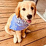animal, bandana, blue_bandana, canine, cute, dog, domestic_animal, friendly, fur, golden_retriever, happy, outdoor, pet, playful, puppy, sitting, smiling, tongue_out, wooden_deck, young_dog