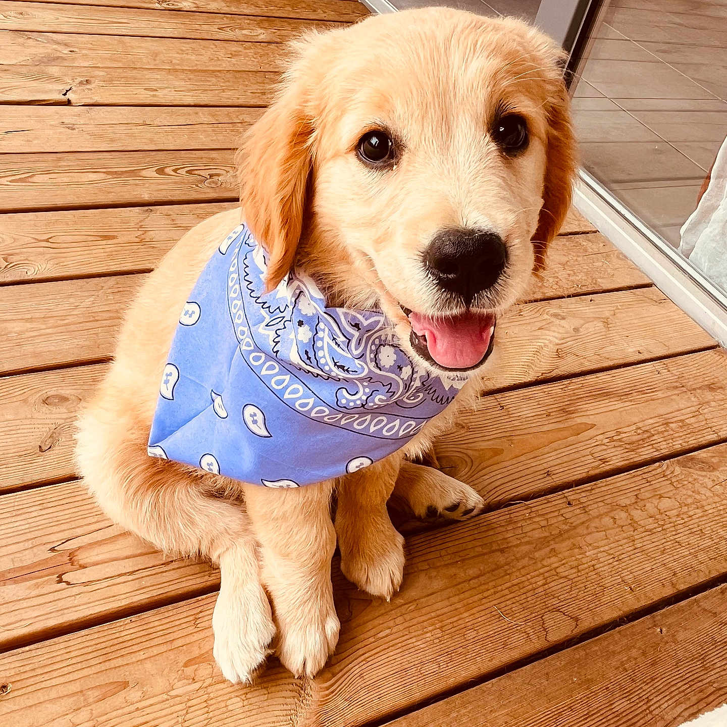 Billie a rejoint le concours — aidez-le/la à gagner de superbes lots ! puppy, dog, golden_retriever, bandana, blue_bandana, wooden_deck, pet, animal, cute, smiling, sitting, outdoor, happy, young_dog, fur, canine, domestic_animal, tongue_out, friendly, playful