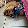 Billie a rejoint le concours — aidez-le/la à gagner de superbes lots ! puppy, dog, golden_retriever, plush_toy, eeyore, floor, tile, bedspread, pink, cushion, resting, cute, indoors, pet, sleepy, young_dog, cozy, animal, soft_toy, lying_down