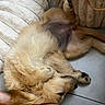 animal, belly, canine, cozy, cushion, cute, dog, floor, fur, golden_retriever, human_leg, indoors, paw, pet, plush, puppy, relaxed, resting, sleeping, tile