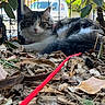 Athéna a rejoint le concours — aidez-le/la à gagner de superbes lots ! animal, background, cat, closeup, daylight, fence, fluffy, fur, greenery, leaves, nature, outdoor, pet, plant, red_string, relaxed, resting, string, twigs, vehicle