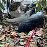 Athéna participe au concours pour gagner de l'argent avec cette photo : animal, cat, closeup, curious, daylight, ears, fence, fluffy, fur, green_eyes, leaves, nature, outdoor, pet, red_leash, resting, shade, tail, whiskers, wood_chips