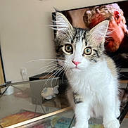 Athéna a rejoint le concours — aidez-le/la à gagner de superbes lots ! kitten, cat, glass_table, indoor, curious, whiskers, ears, rug, television, poster, wall_art, furniture, household, pet, looking_at_camera, young_cat, pink_nose, tabby, white_fur, domestic_cat