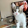 kitten, cat, glass_table, indoor, curious, whiskers, ears, rug, television, poster, wall_art, furniture, household, pet, looking_at_camera, young_cat, pink_nose, tabby, white_fur, domestic_cat